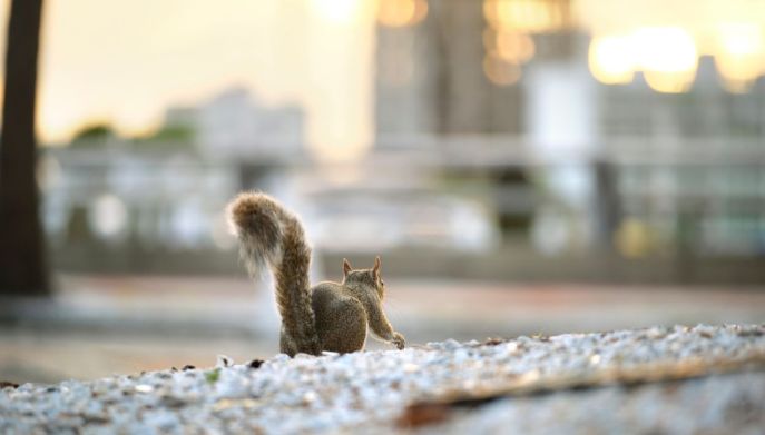 Lo scoiattolo ama vivere in citt&agrave;: perch&eacute;