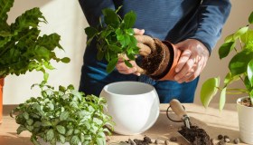 Talee, il trucco del cucchiaino di miele per favorire la formazione delle radici