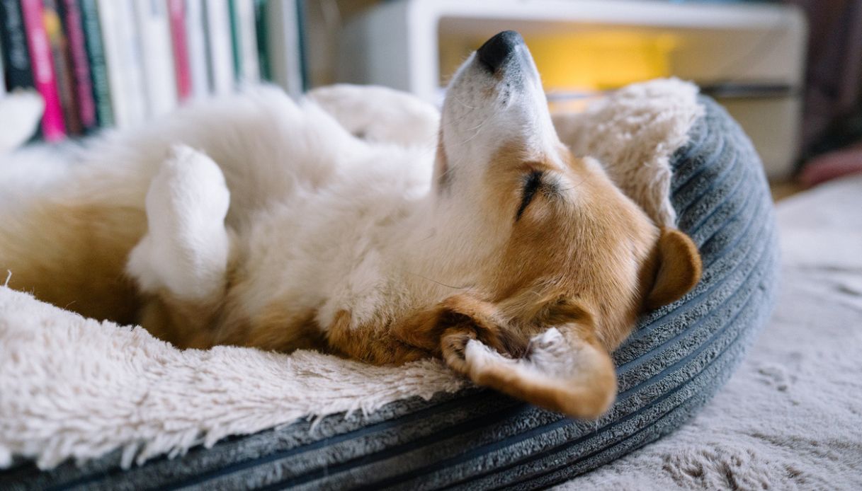 il tappetino riscaldante per cani e gatti 232 l8217accessorio geniale che non puoi farti mancare