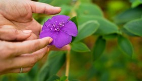 Tibouchina urvilleana, come coltivarla e quando fiorisce