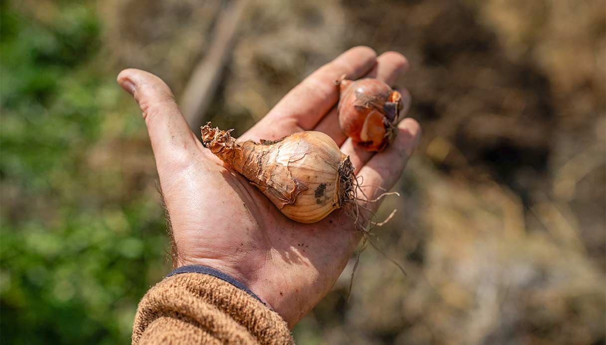 Mano che tiene bulbi di tulipano pronti per la messa a dimora autunnale