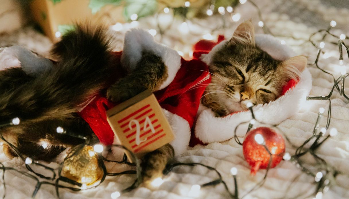 Calendario dell’Avvento per gatti: la top 10 dei più amati dai mici. Parola di cat mom