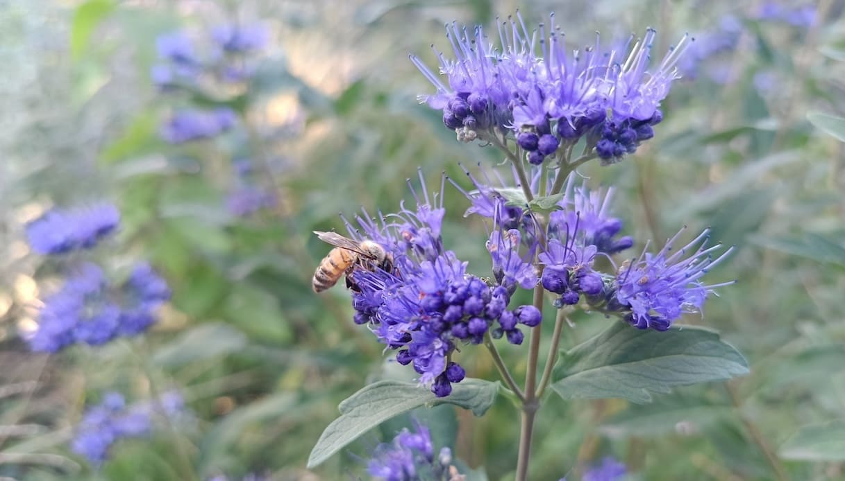 Caryopteris, come si coltiva e quando fiorisce la pianta dai fiori blu