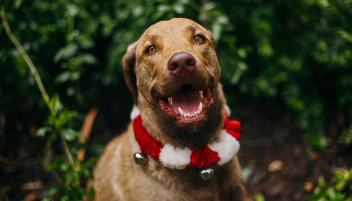 Collari natalizi per cani. 10 modelli super cute per far brillare il tuo cucciolo durante le feste Collari natalizi per cani. 10 modelli super cute per far brillare il tuo cucciolo durante le feste