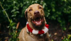 Collari natalizi per cani. 10 modelli super cute per far brillare il tuo cucciolo durante le feste