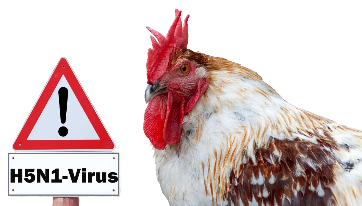 Pronto il piano anti influenza aviaria made in Italy: cos’è FluWarning e a cosa serve