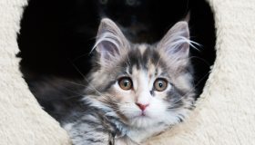 7 nascondigli caldissimi per il tuo gatto che non avresti mai pensato di comprare, ma che lui amerà