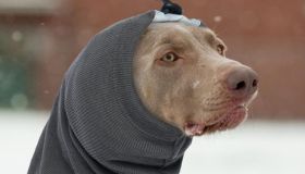 Chic e caldo, lo scaldacollo per cani, che protegge anche le orecchie, è il nuovo must have del tuo pet