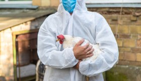 Pronto il piano anti-influenza aviaria made in Italy: cos’è FluWarning e a cosa serve