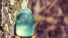 Kefir d’acqua, la bevanda fermentata che piace all’intestino