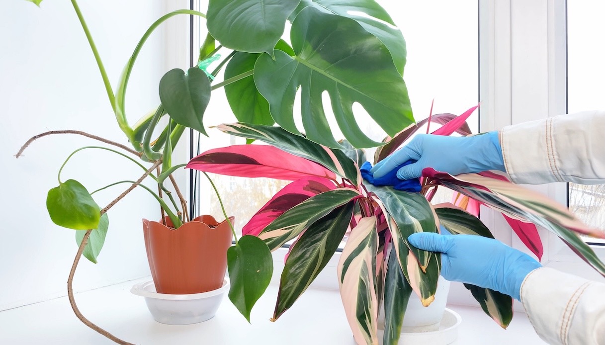 Stromanthe, come si cura e quanti tipi esistono