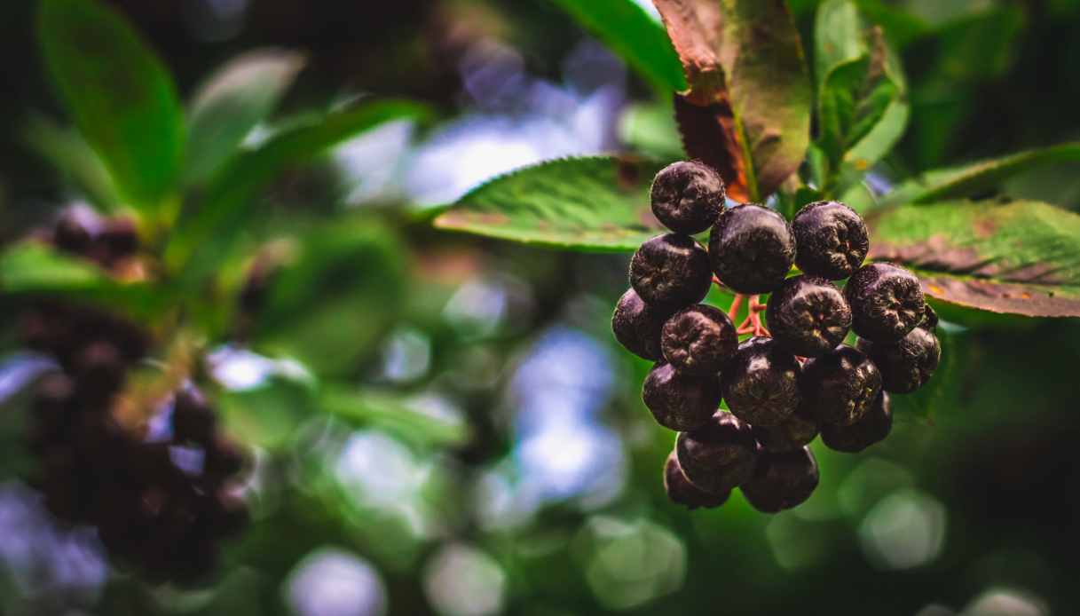 bacche di aronia il superfrutto che aiuta a depurare e rafforzare l8217organismo