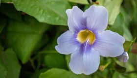 Thunbergia, come coltivarla e quando fiorisce