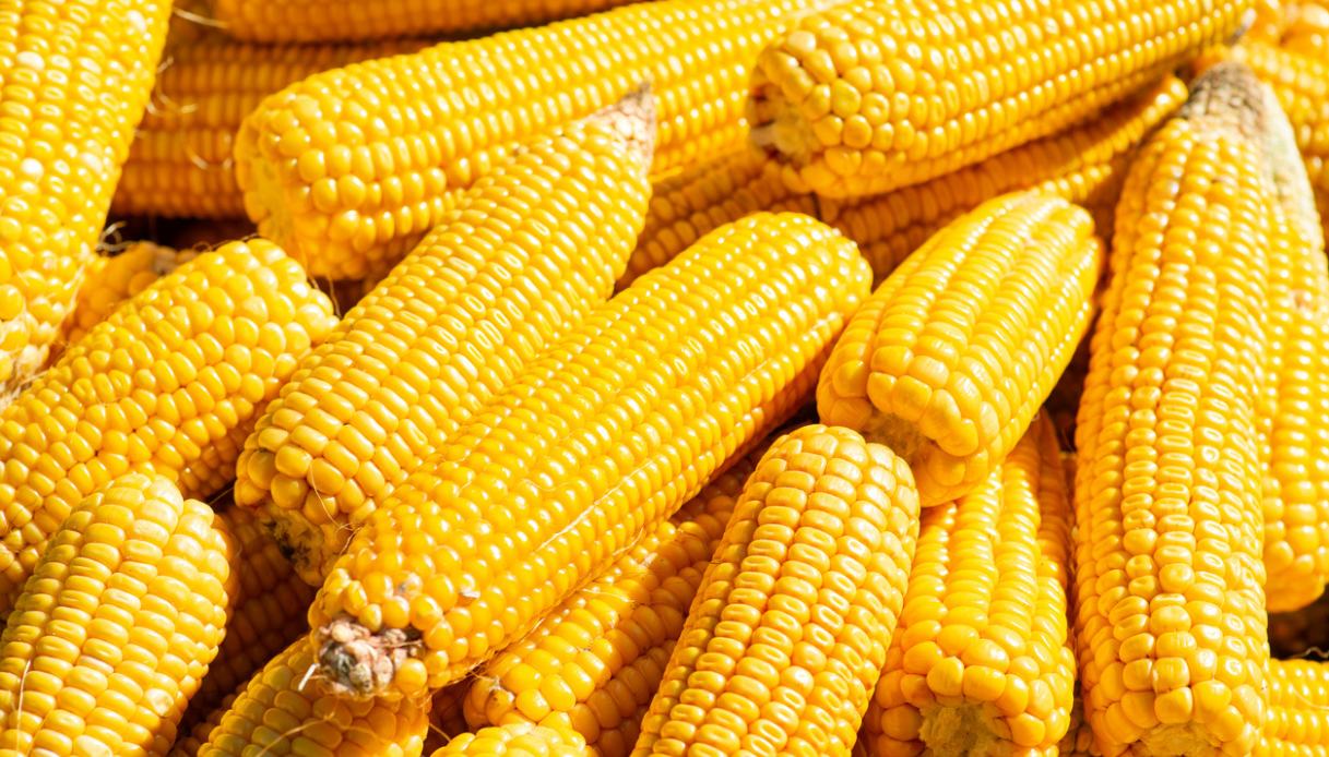 z come zeaxantina cos8217232 e che legame c8217232 con la luteina