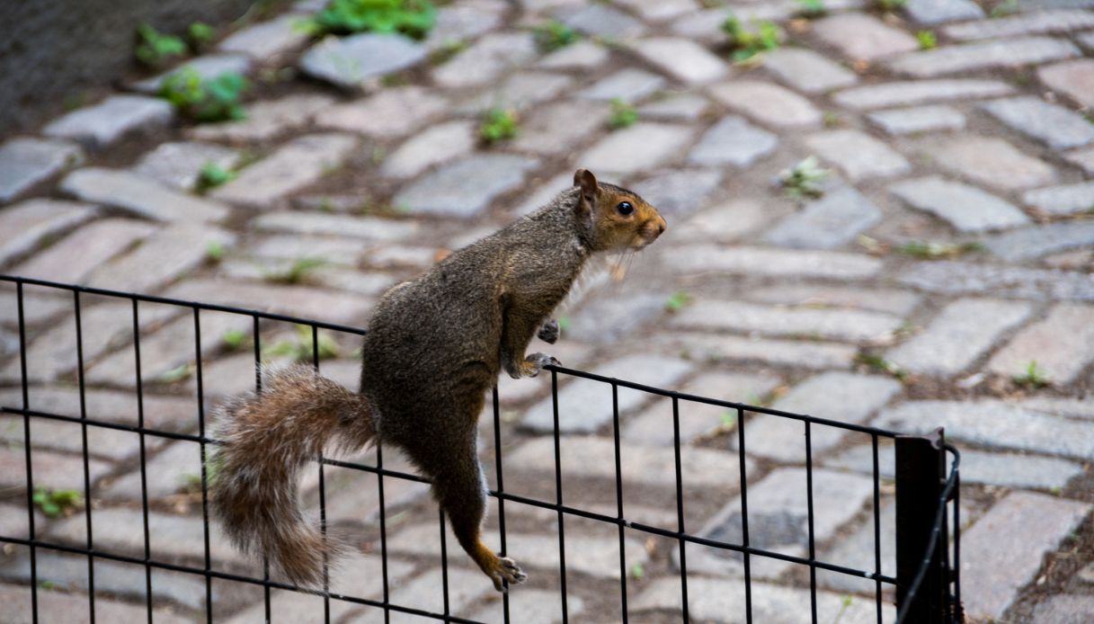 Scoiattolo in città: perché può essere un rischio