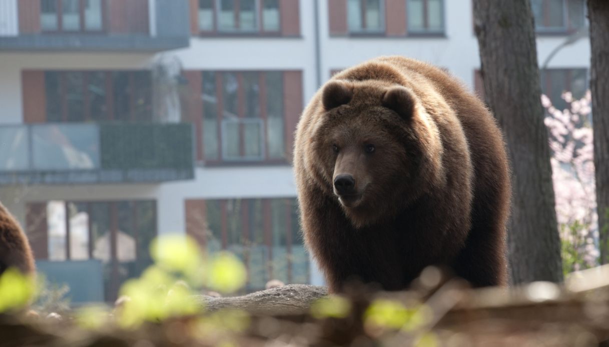 Perché ci sono sempre più animali selvatici vicini ai centri urbani