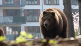 Perché ci sono sempre più animali selvatici vicini ai centri urbani