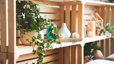 Edera, perché puoi tenerla in camera da letto e come farla crescere