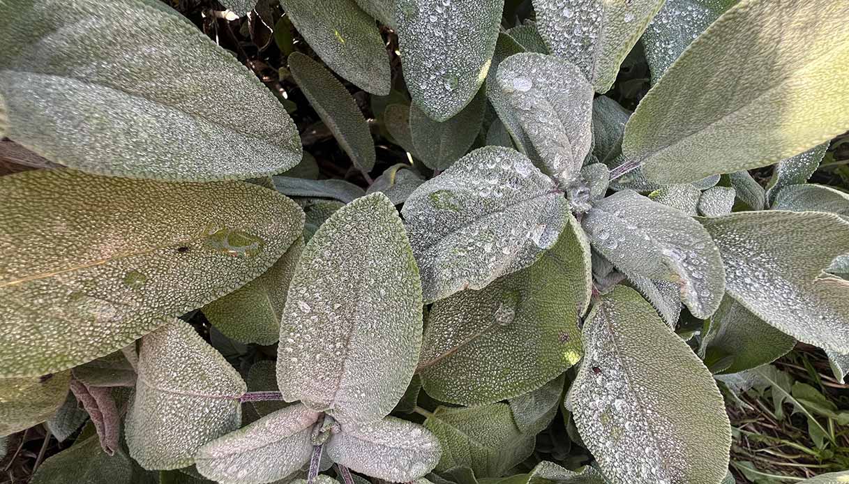 Foglie coperte di brina invernale con gocce di ghiaccio.