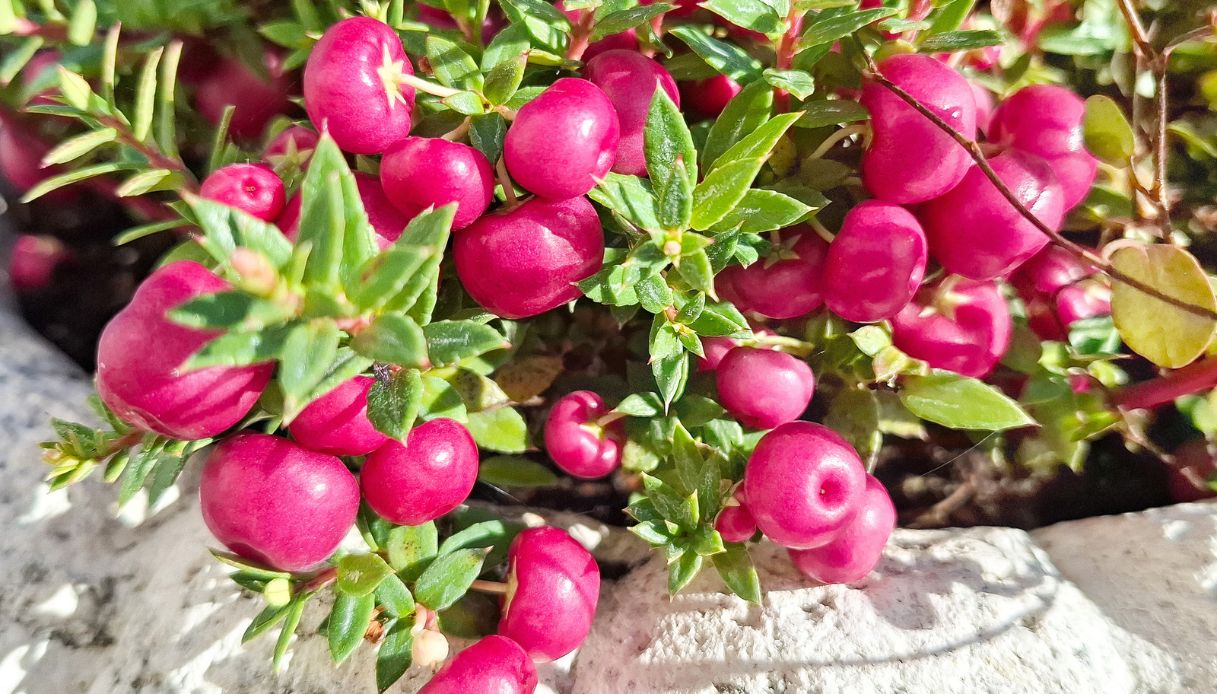 gaultheria mucronata come coltivarla in vaso temperature e posizioni ideali
