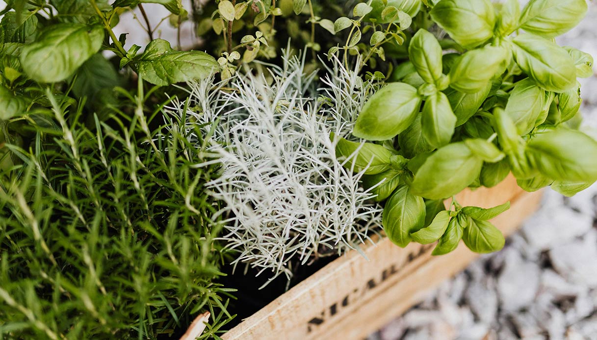 Cassetta di legno con basilico e piante aromatiche verdi, simbolo di benessere e protezione