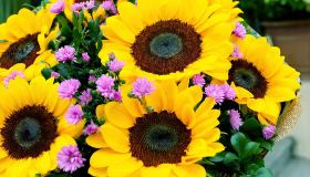 Piante simbiotiche e significato dei fiori, cosa racconta il tuo giardino di te