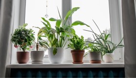 Piante vicine ai termosifoni, quali tollerano meglio il calore