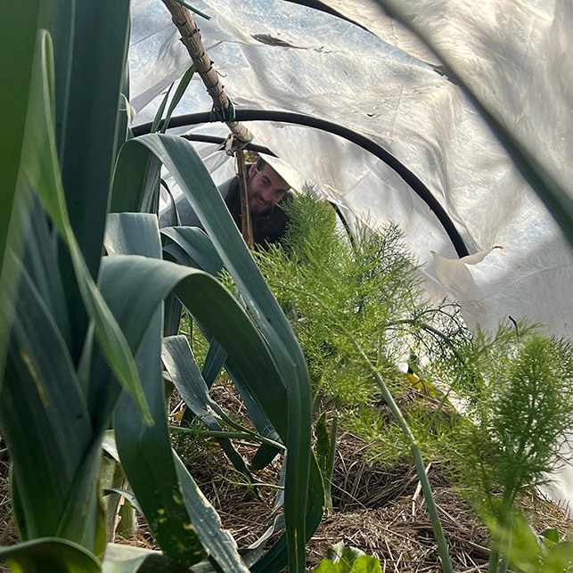 Interno di un tunnel con verdure in crescita protette dal telo invernale.