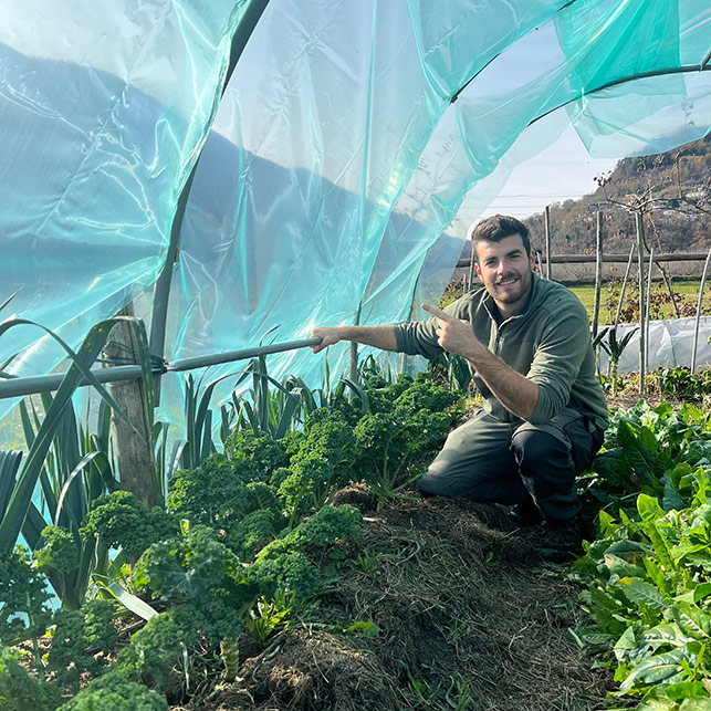 Interno di un tunnel in orto con cavoli e porri protetti dal freddo.