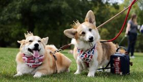 Re Carlo vuole salvare i corgi di Elisabetta dall’ex moglie del fratello Andrea