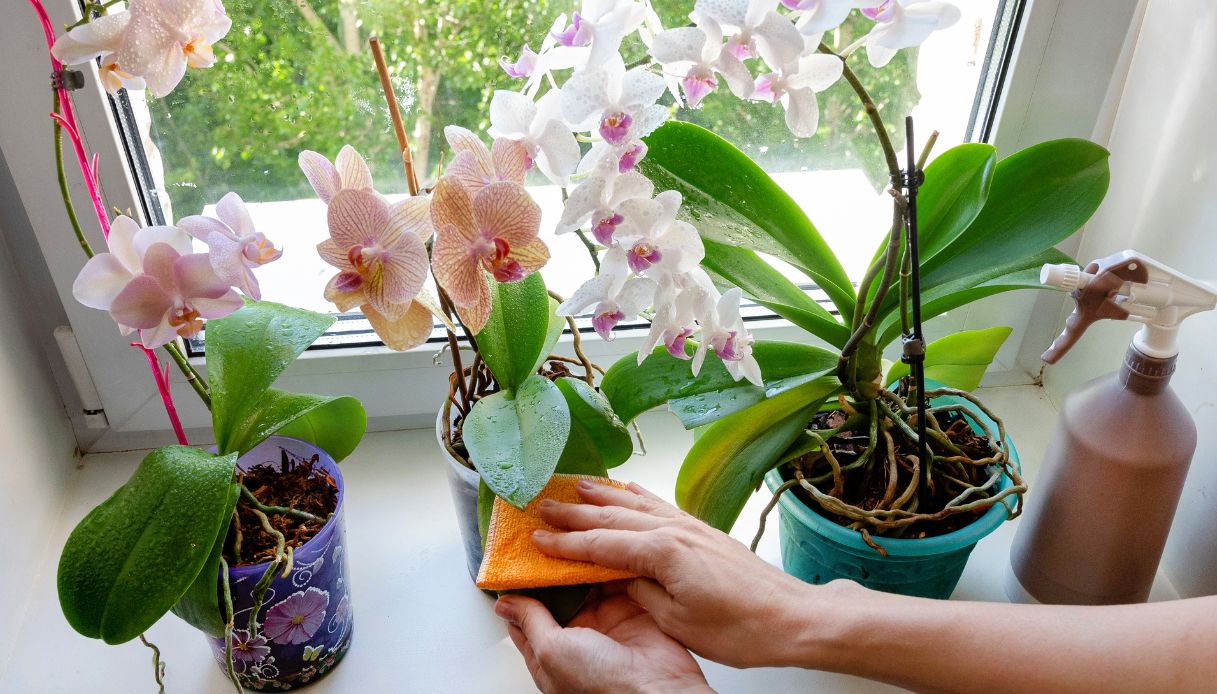 Come spolverare le foglie delle piante in casa senza rovinarle Come spolverare le foglie delle piante in casa senza rovinarle