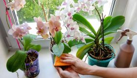 Come spolverare le foglie delle piante in casa senza rovinarle