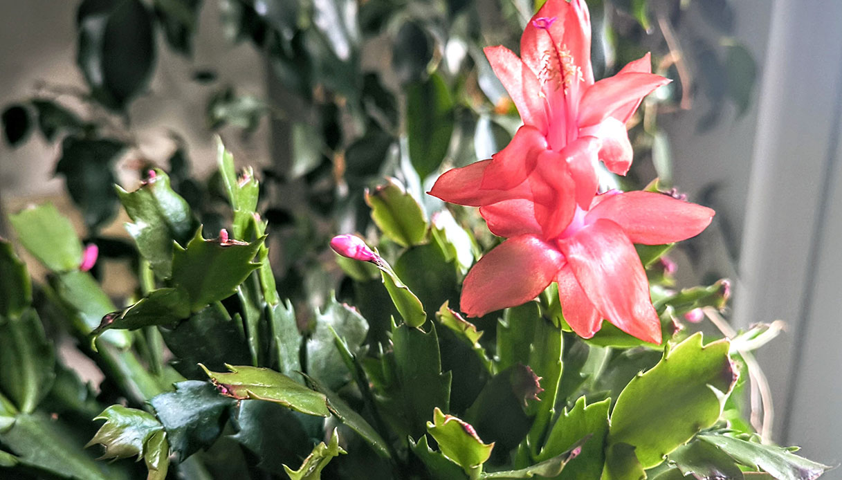 Cactus di Natale con fiori rosa acceso in ambiente luminoso