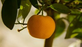 Calamondino, come si coltiva il mandarino nano: il frutto di dicembre