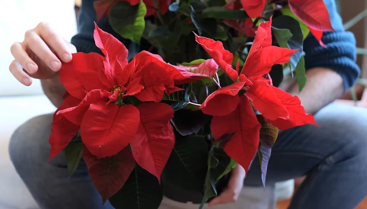 Stella di Natale con foglie rosse osservata da vicino in ambiente interno