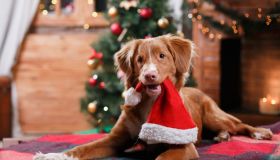 Maglioni di Natale: 10 modelli per il tuo pelosetto che lo tengono al caldo e lo rendono ancora più bello