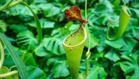 Nepenthes, dove tenere e come curare la pianta carnivora d’inverno
