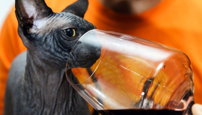 Gli animali possono ubriacarsi: la risposta scientifica