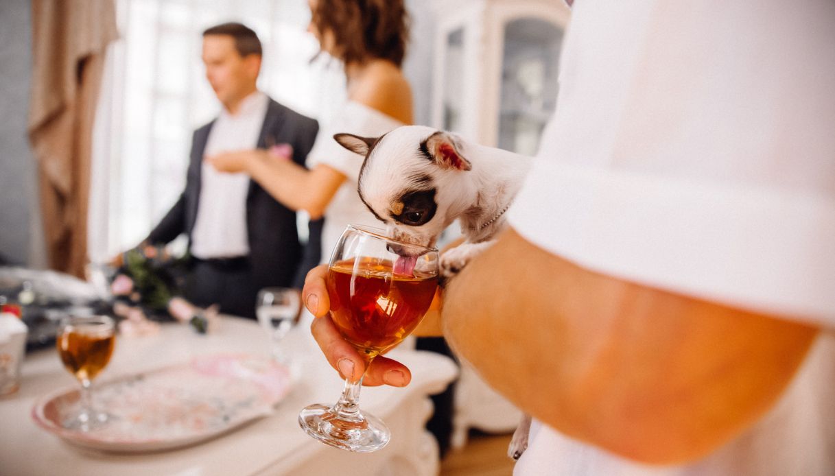 Gli animali possono ubriacarsi? La risposta della scienza sull’alcol è sorprendente Gli animali possono ubriacarsi? La risposta della scienza sull’alcol è sorprendente