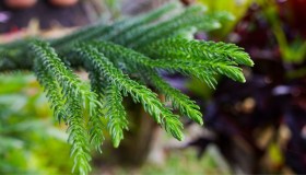 Araucaria, come curarla e quanto vive