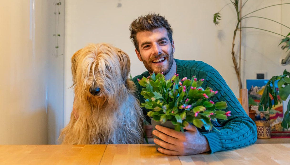 Coltivare e curare le piante natalizie e farle durare oltre le feste