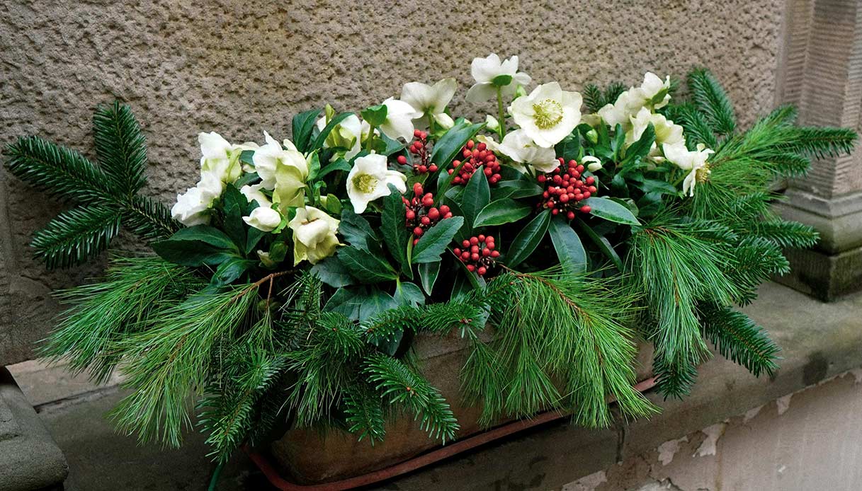 Elleboro bianco con bacche rosse e rami di sempreverde in una cassetta da esterno