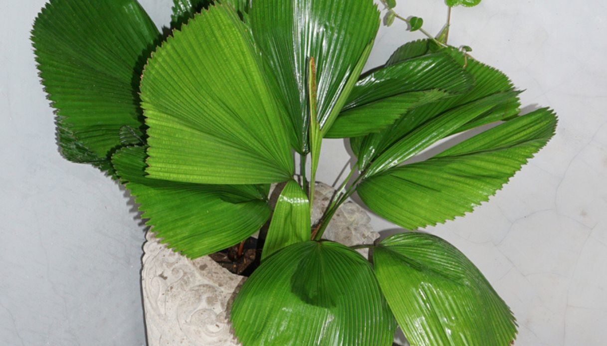 licuala grandis come si cura e quanto cresce la palma esotica a ventaglio da Dilei.it licuala grandis come si cura e quanto cresce la palma esotica a ventaglio