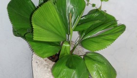 Licuala grandis, come si cura e quanto cresce la palma esotica a ventaglio