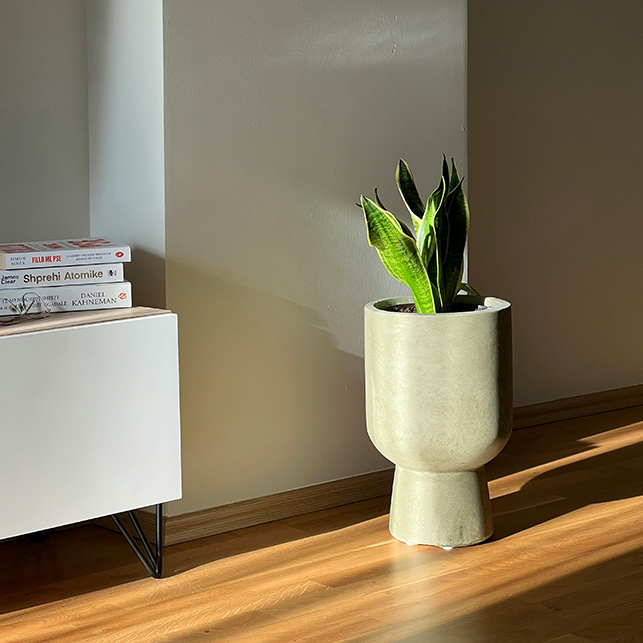Pianta verde in vaso scultoreo illuminata dalla luce naturale, stile warm minimalism
