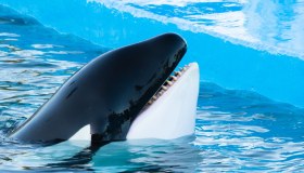 Morta l’orca più sola al mondo: Kshamenk era vissuta 33 anni in cattività