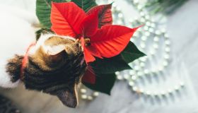 Stella di Natale, quando la bellezza inganna: perché è pericolosa per cani e gatti