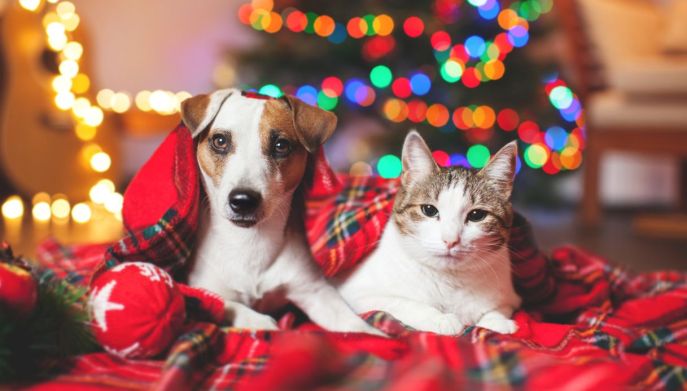 Cani e gatti a Natale, i pericoli
