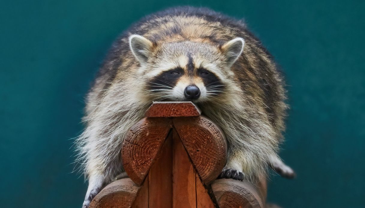 Storie di animali sui social tra realtà e finzione: il procione ubriaco