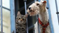 Cani e gatti, l’Ue cambia le regole: più tutele, tracciabilità e stop al commercio illegale
